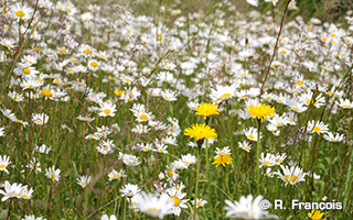 Prairie sauvage avec Marguerites